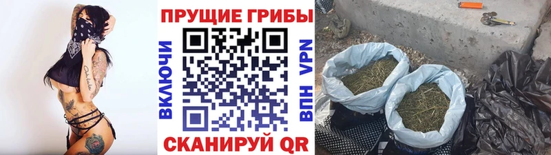 гидра рабочий сайт  Сергач  маркетплейс наркотические препараты  Галлюциногенные грибы Psilocybine cubensis 